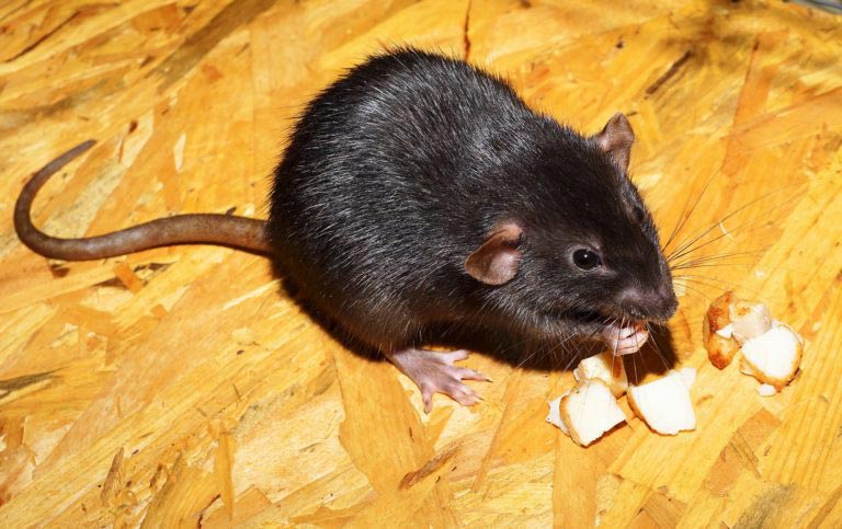 Myszy nie tolerują kapsaicyny